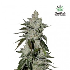 Girl Scout Cookies Auto - FastBuds